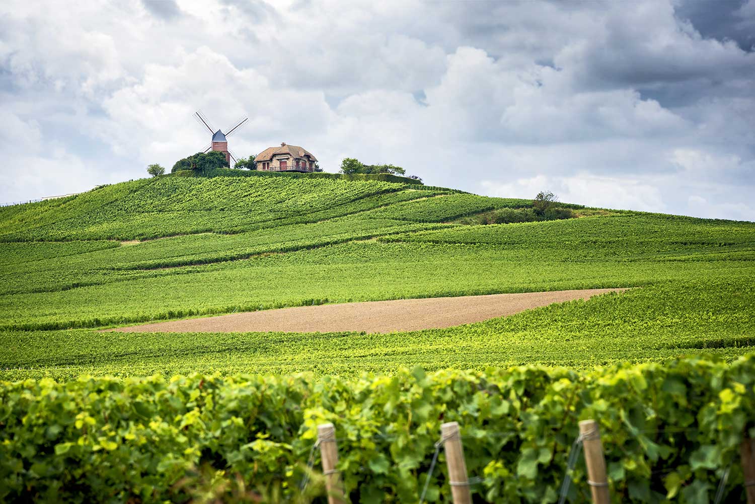 Champagne Weinberg