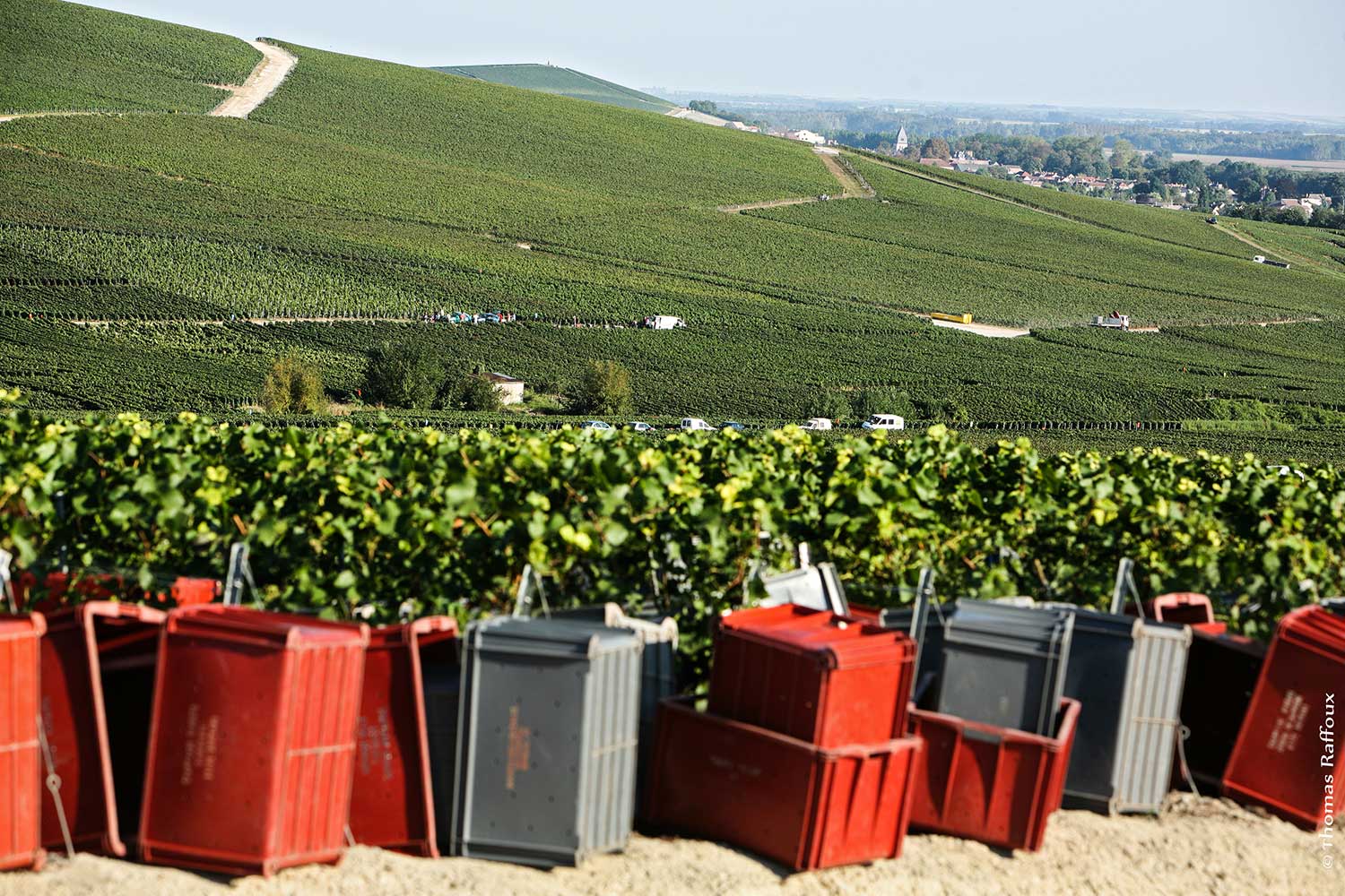 Weingut und Weineberge von Champagne Deutz
