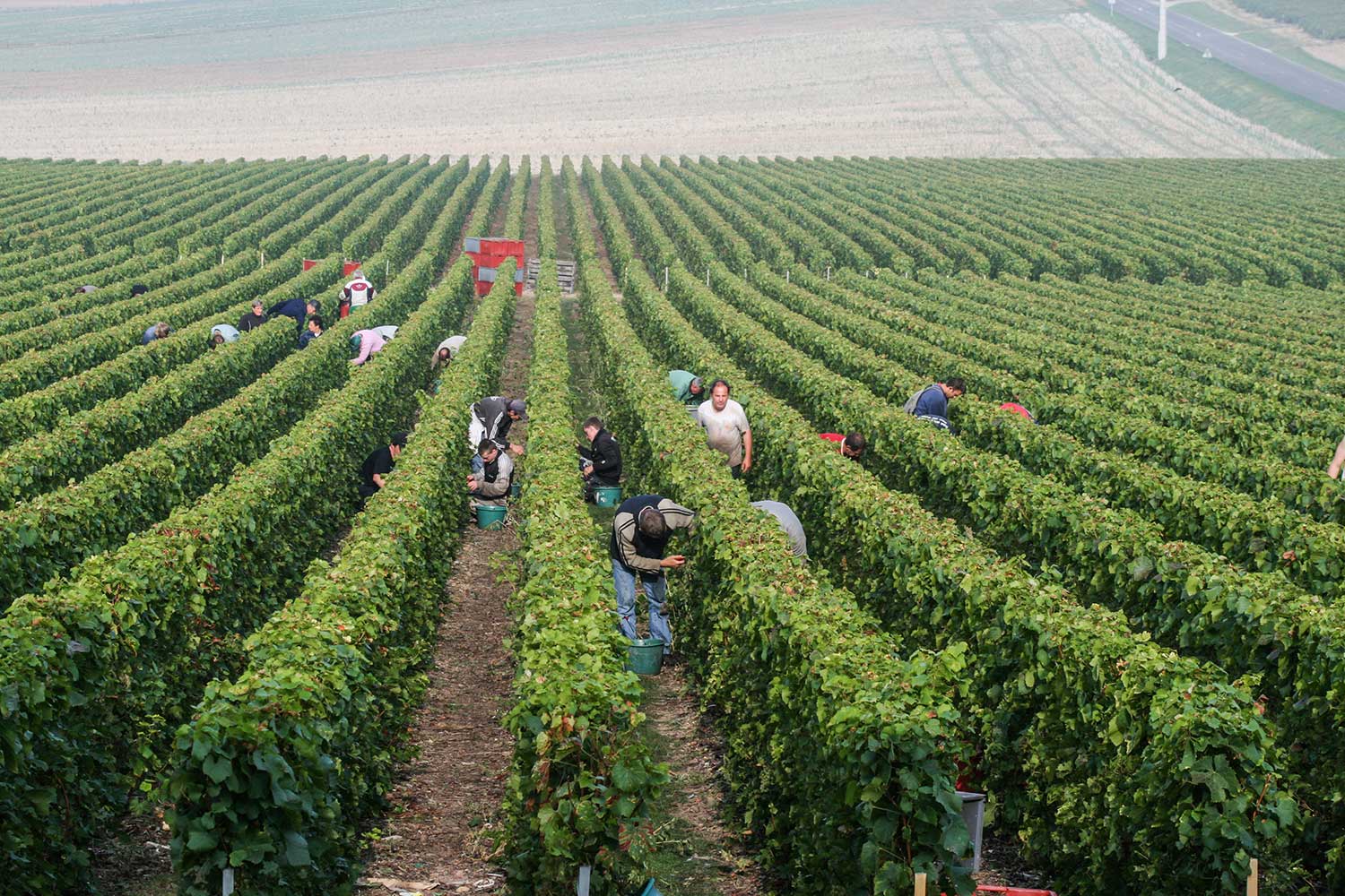 Arbeiter bei der Feldarbeit, Weinbau, Weinfeld