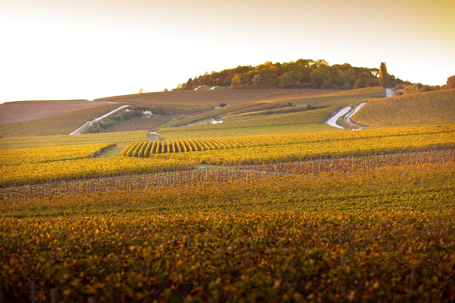 Weingut Pol Roger