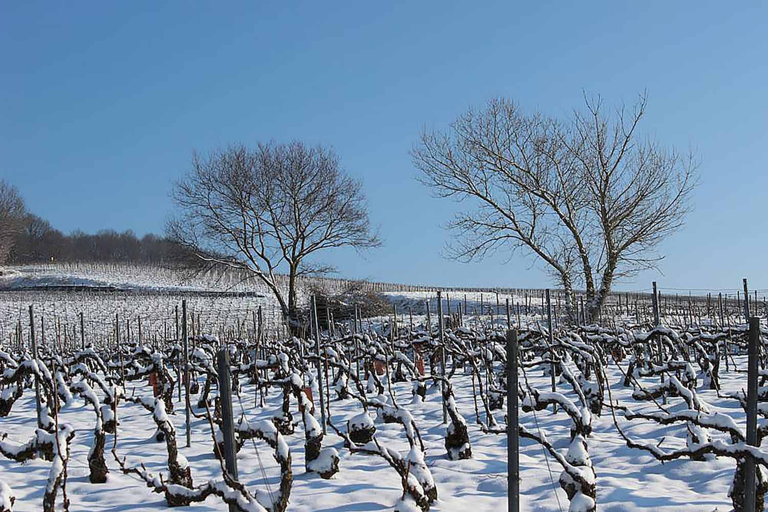Weinberg im Winter