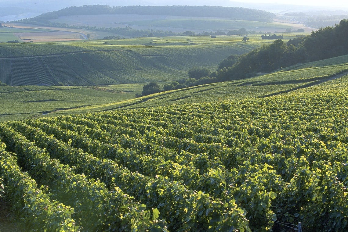 Champagner -Weinberge