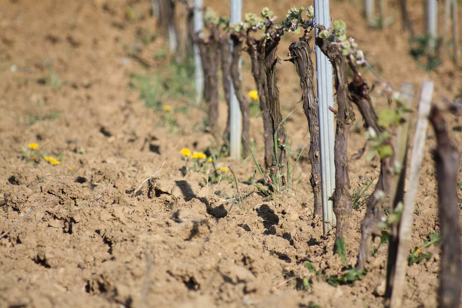 Jura Weinberg Domaine du Pelican