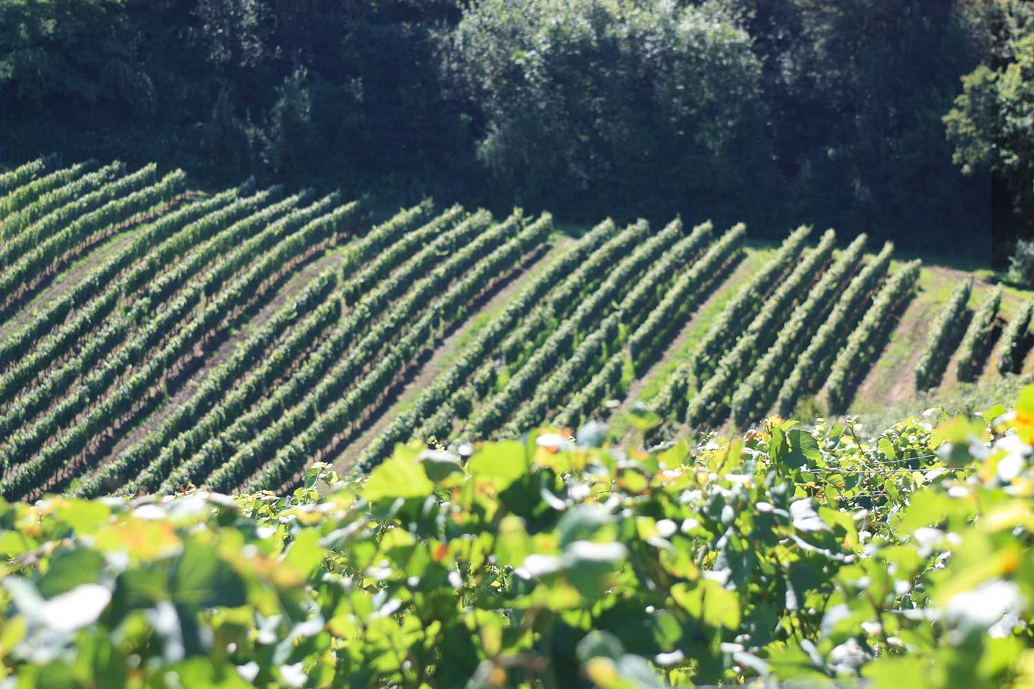 Jerome Arnoux vingård, vingårde