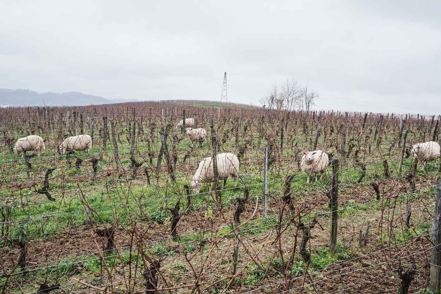 Schafe auf dem Weinfeld Le Clos des Grives