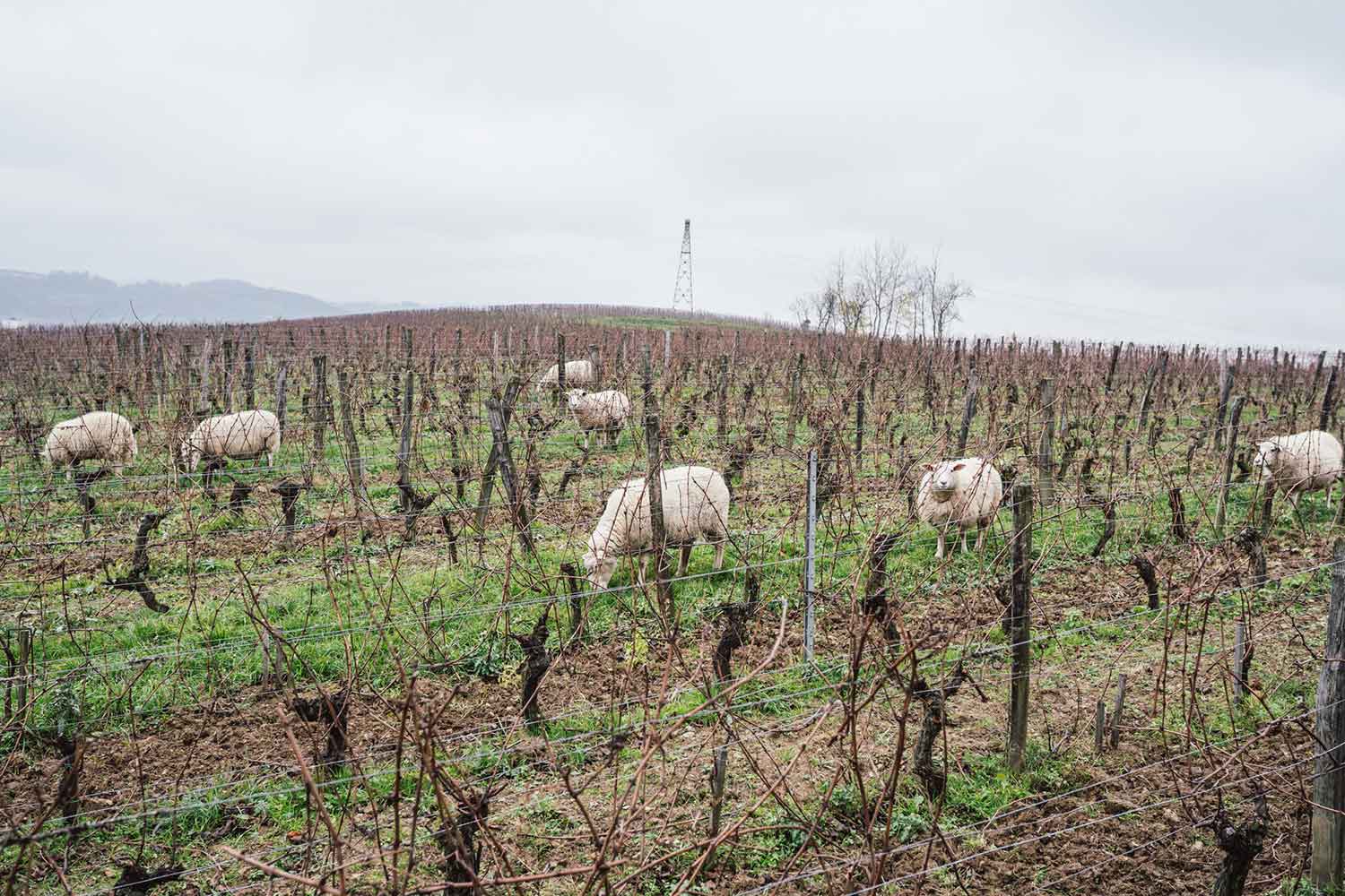 Schafe auf dem Weinfeld Le Clos des Grives