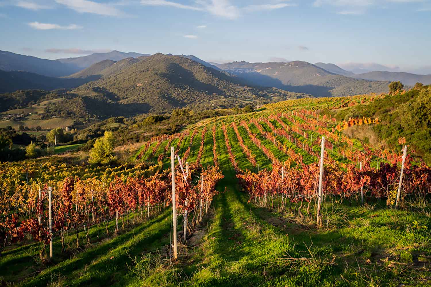 Weinberge von Comte Abbatucci auf Korsika Weinfeld und Weinberge von Comte Abbatucci auf Korsika