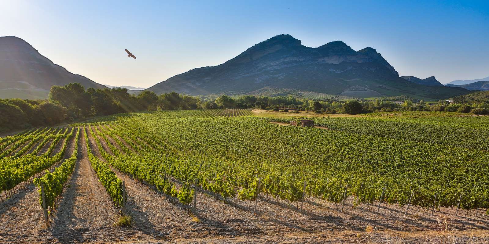 Weinberge