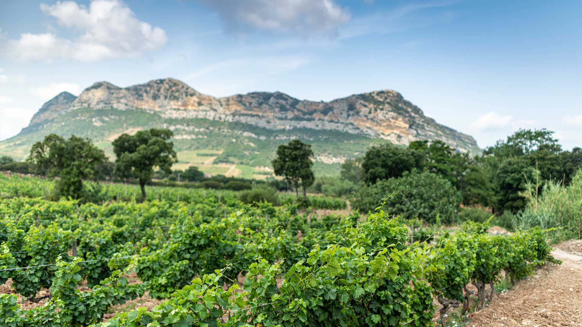 Vingård på Korsika Vingård på Korsika