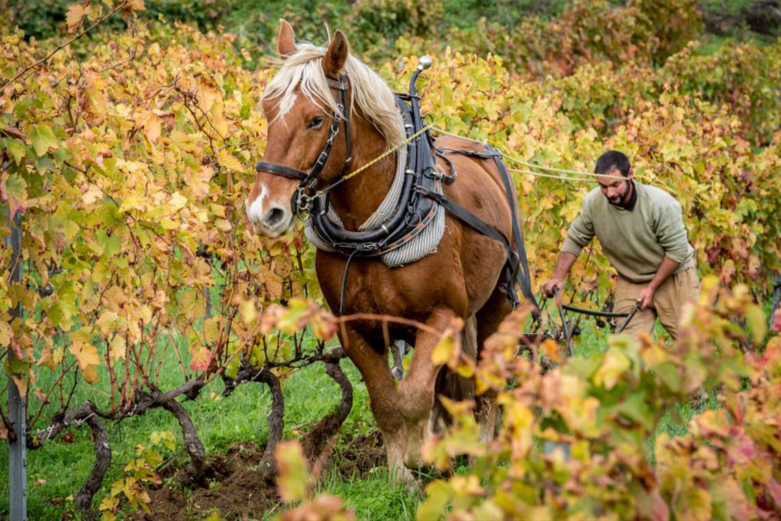 Comte Abbatucci Comte Abbatucci