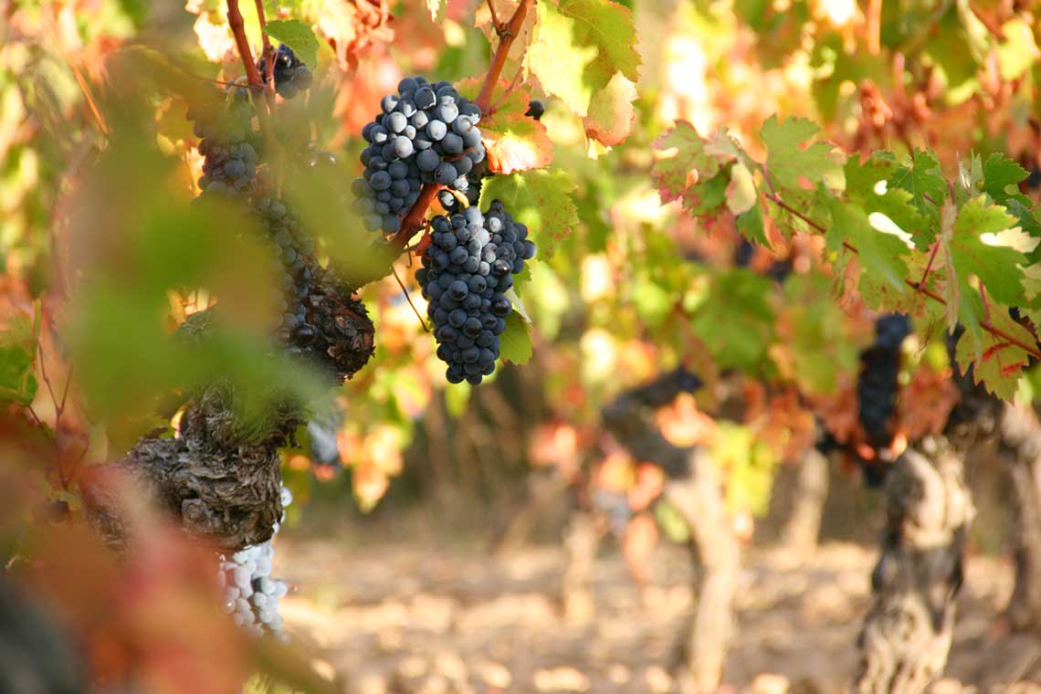Pinot Noir