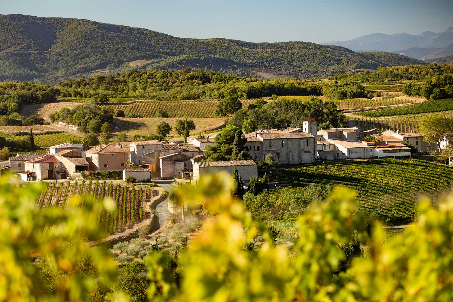 Weinberge der Domaine Garrabou