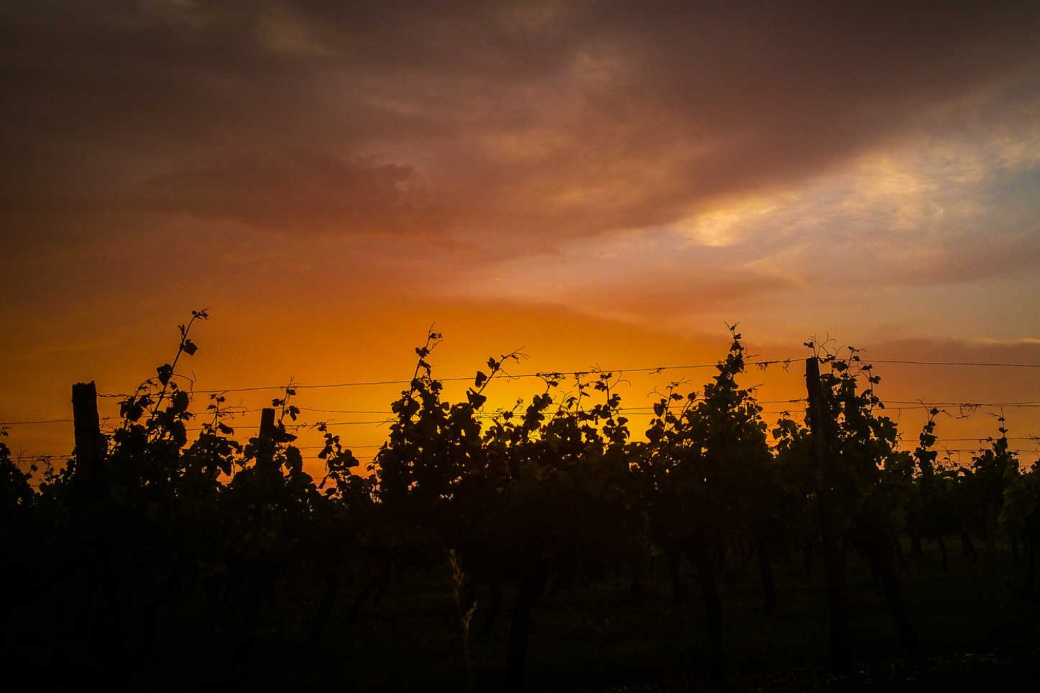 Sonnenuntergang über dem Weinberg von Domaine Cailhol Gautran 