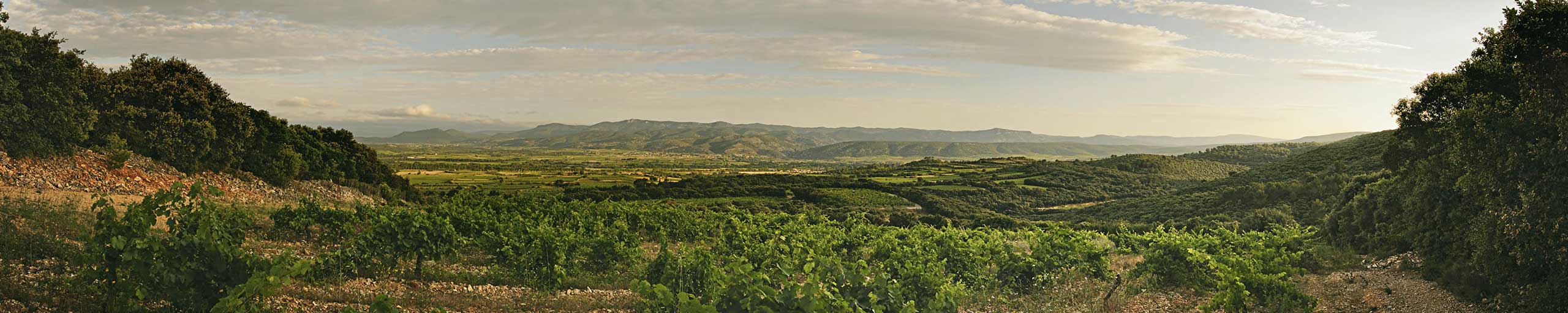 Weinfeld in Languedoc