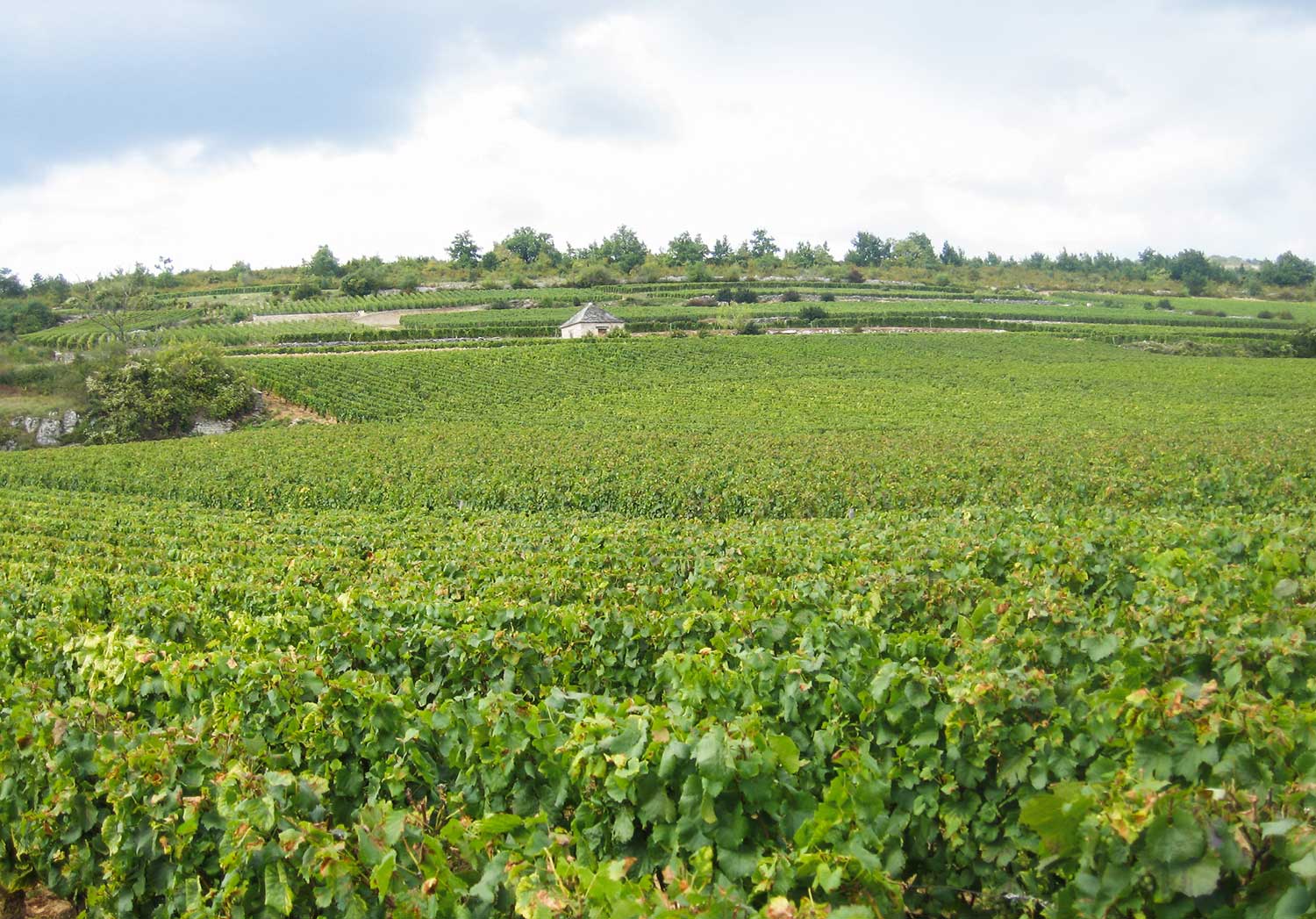Weingut, Weinfeld Anne-Claude Leflaive – Clau de Nell
