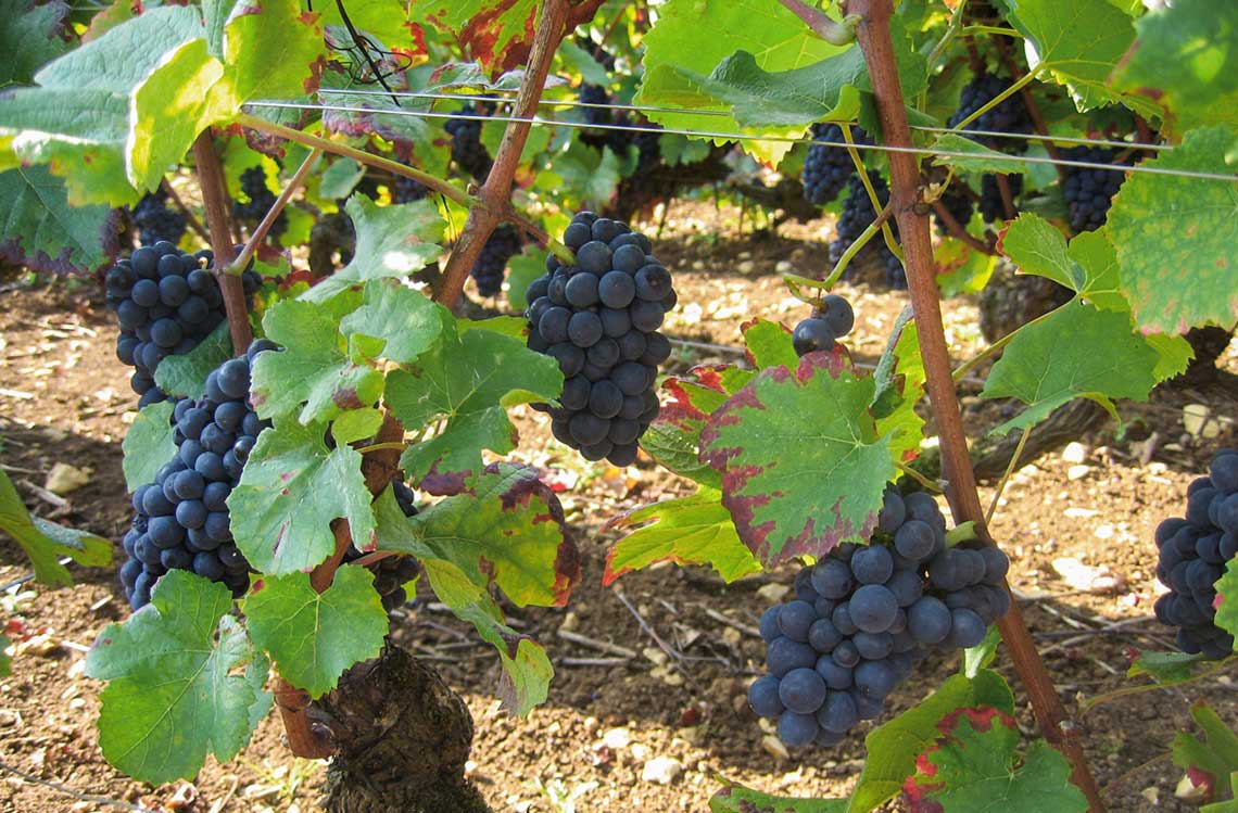 dunkle Weintrauben auf dem Weinfeld