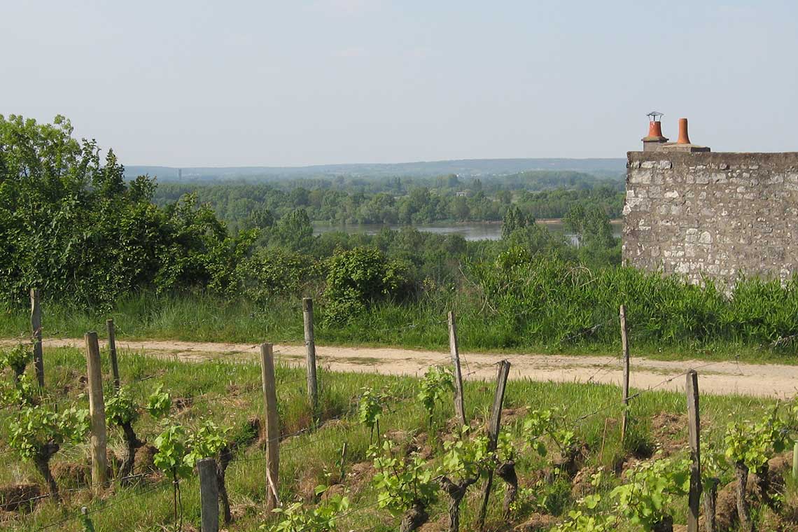 Weinberg von Château Yvonne