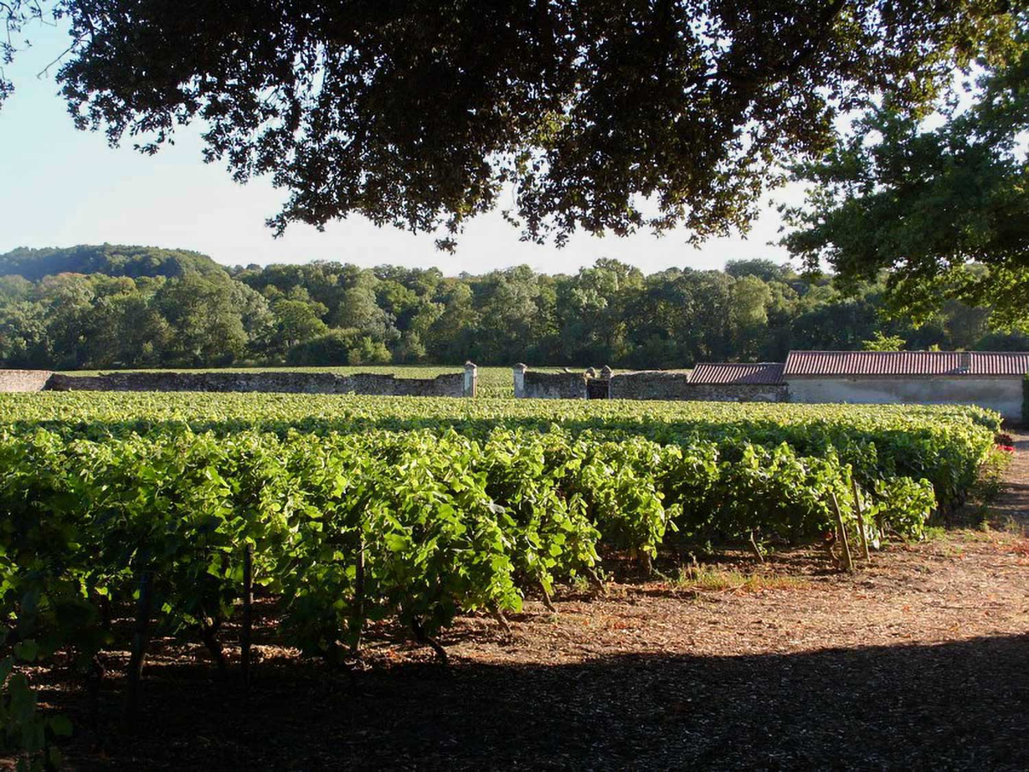 Weinfeld, Weingut Chateau du Coing
