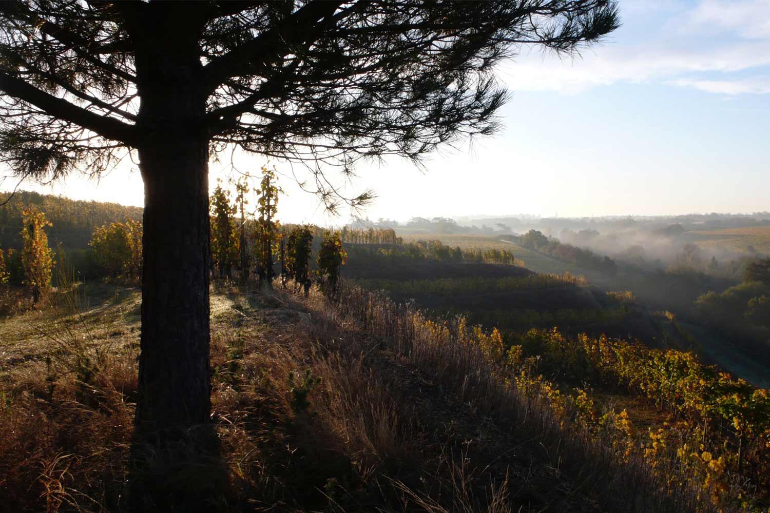 Panorama Weinberg