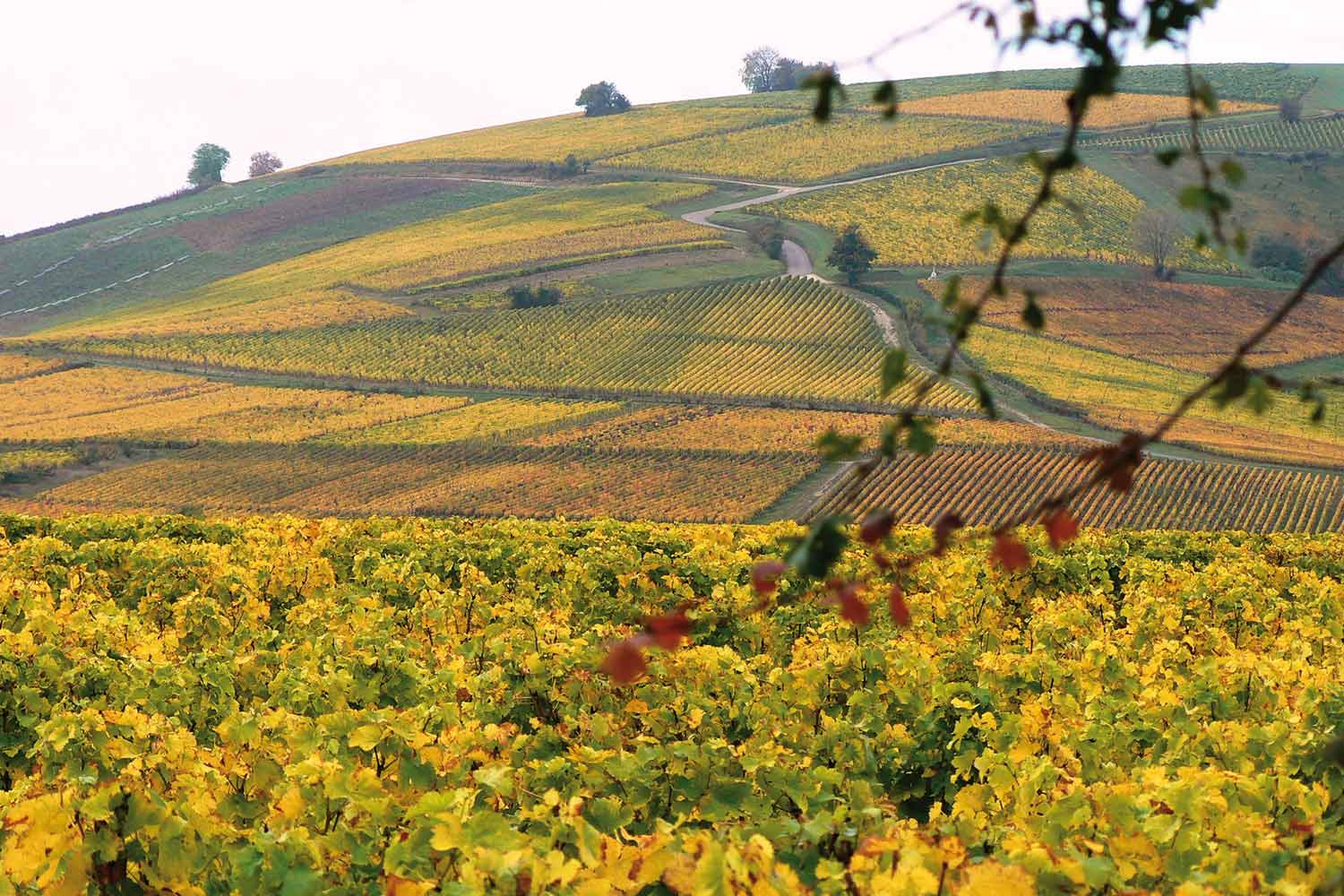 Weinberg Domaine des Corbillieres