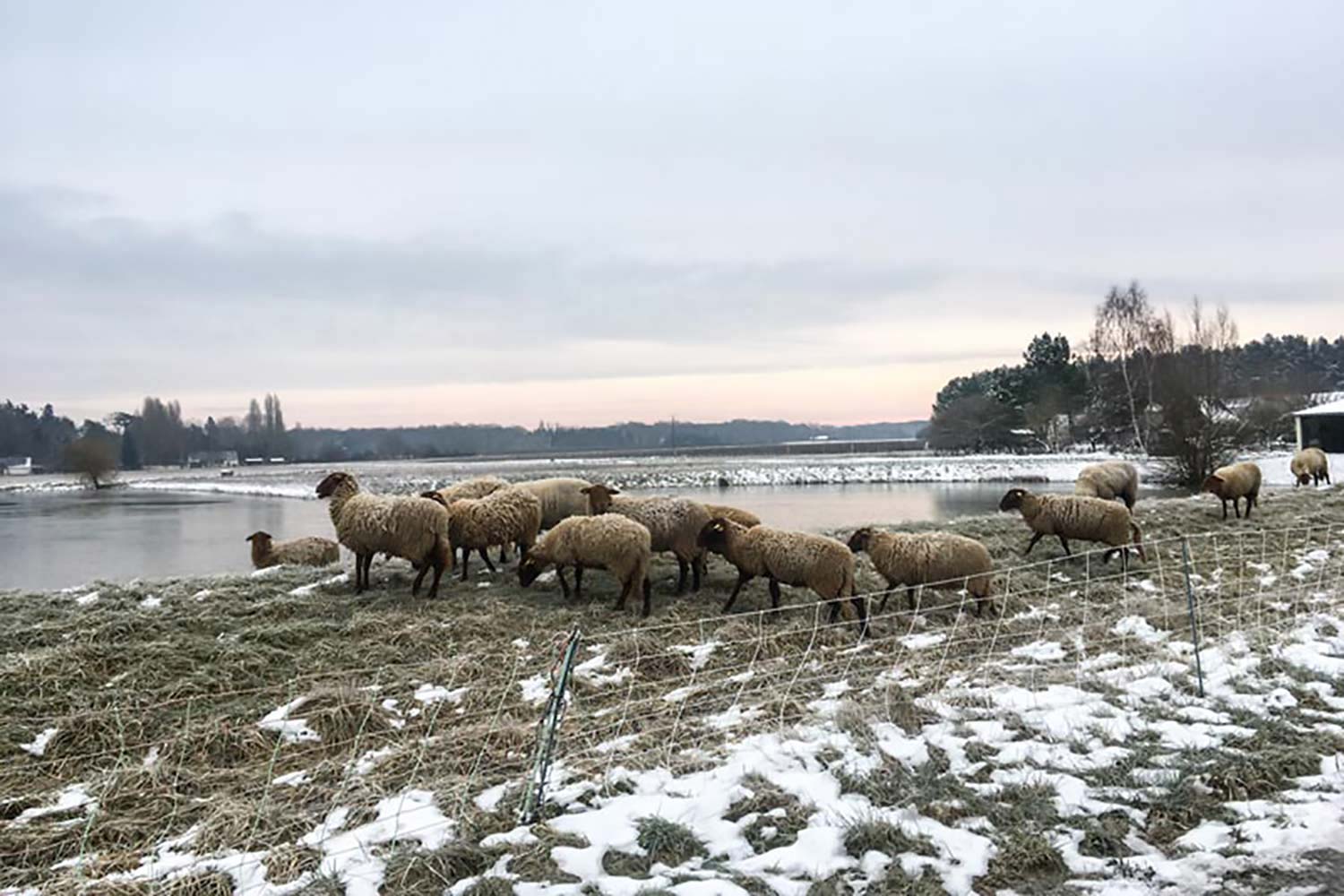Schafe bei Schnee auf der Weide, blauer Himmel