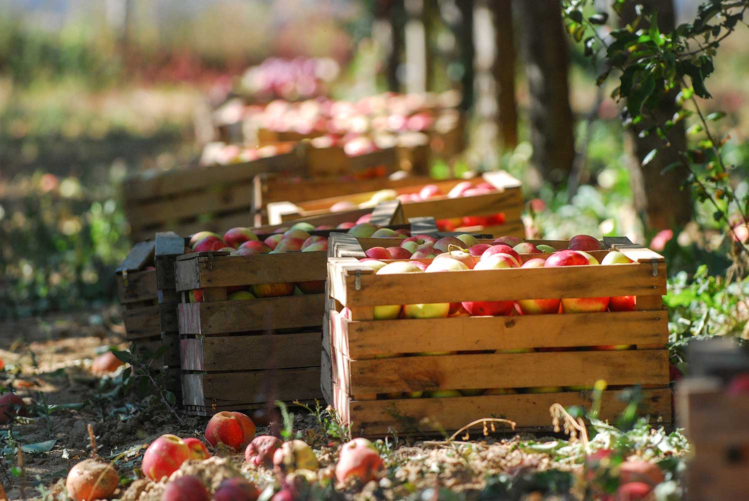 Kiste mit Äpfeln, Apfelbäume