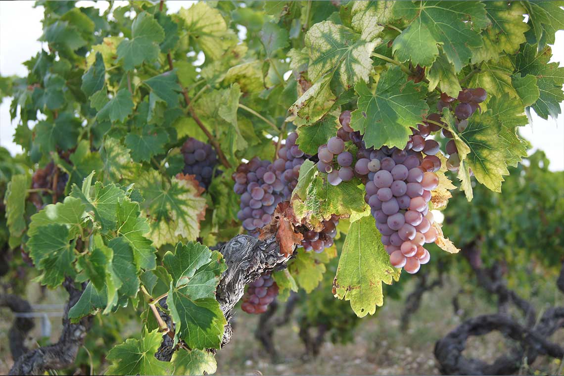 Grenache Grenache