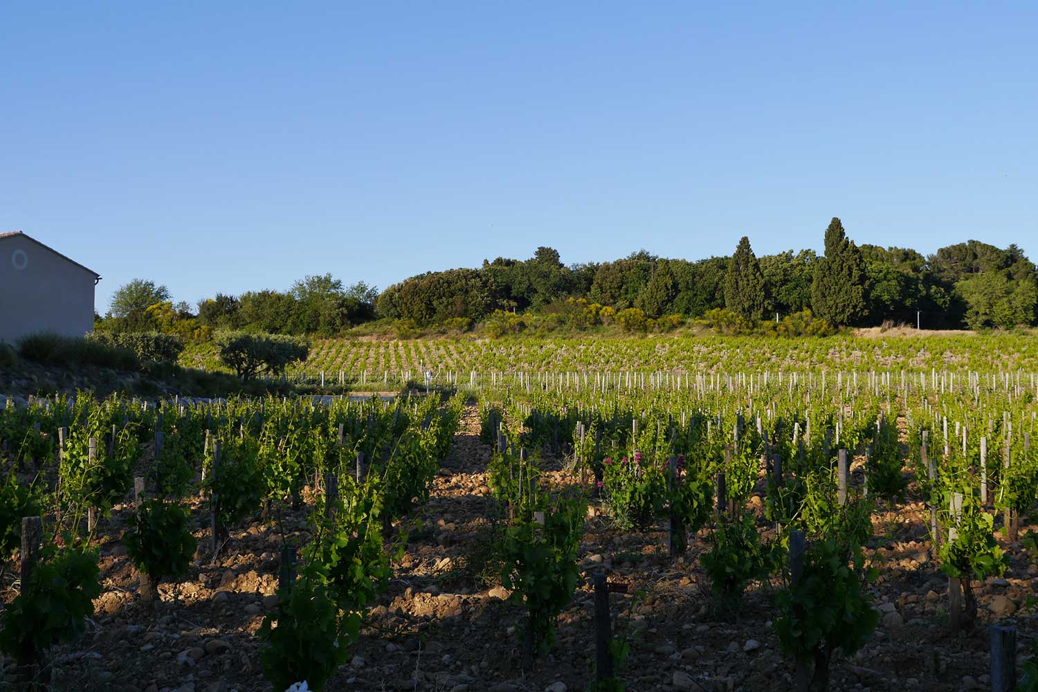 Weinfeld Clos des Papes