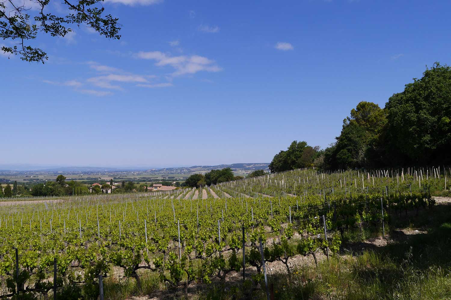 Weinfelder von Château de Saint Cosme