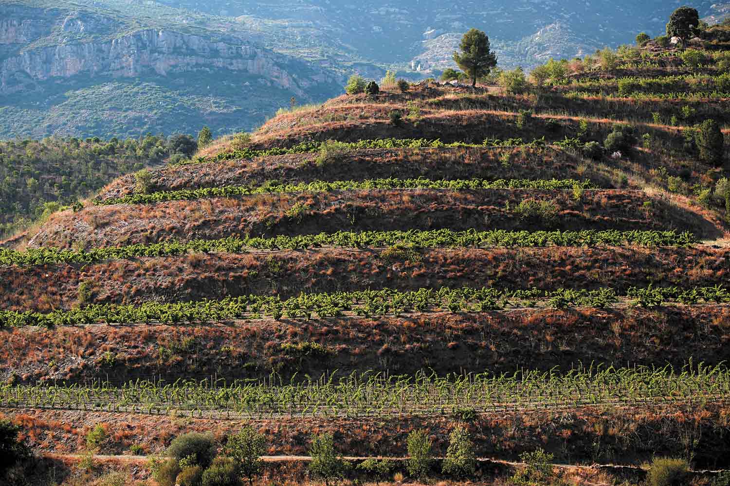 Weinbergterrassen Domaine La Bouïssière