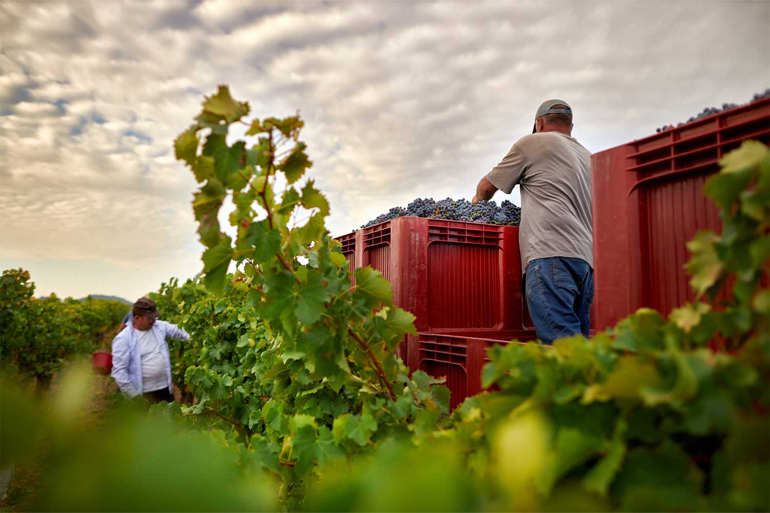 Lese bei Domaine Santa Duc