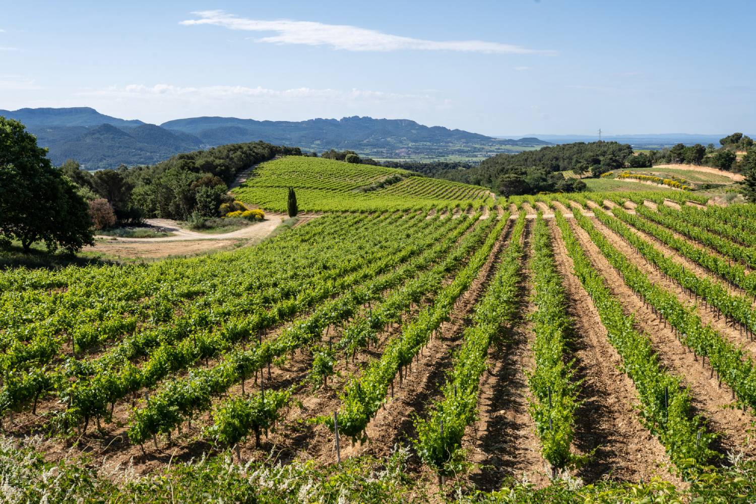 Weinberge von Domaine des Escaravailles
