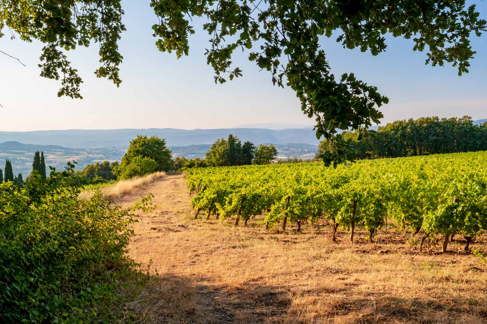 Weinfelder des Weinguts