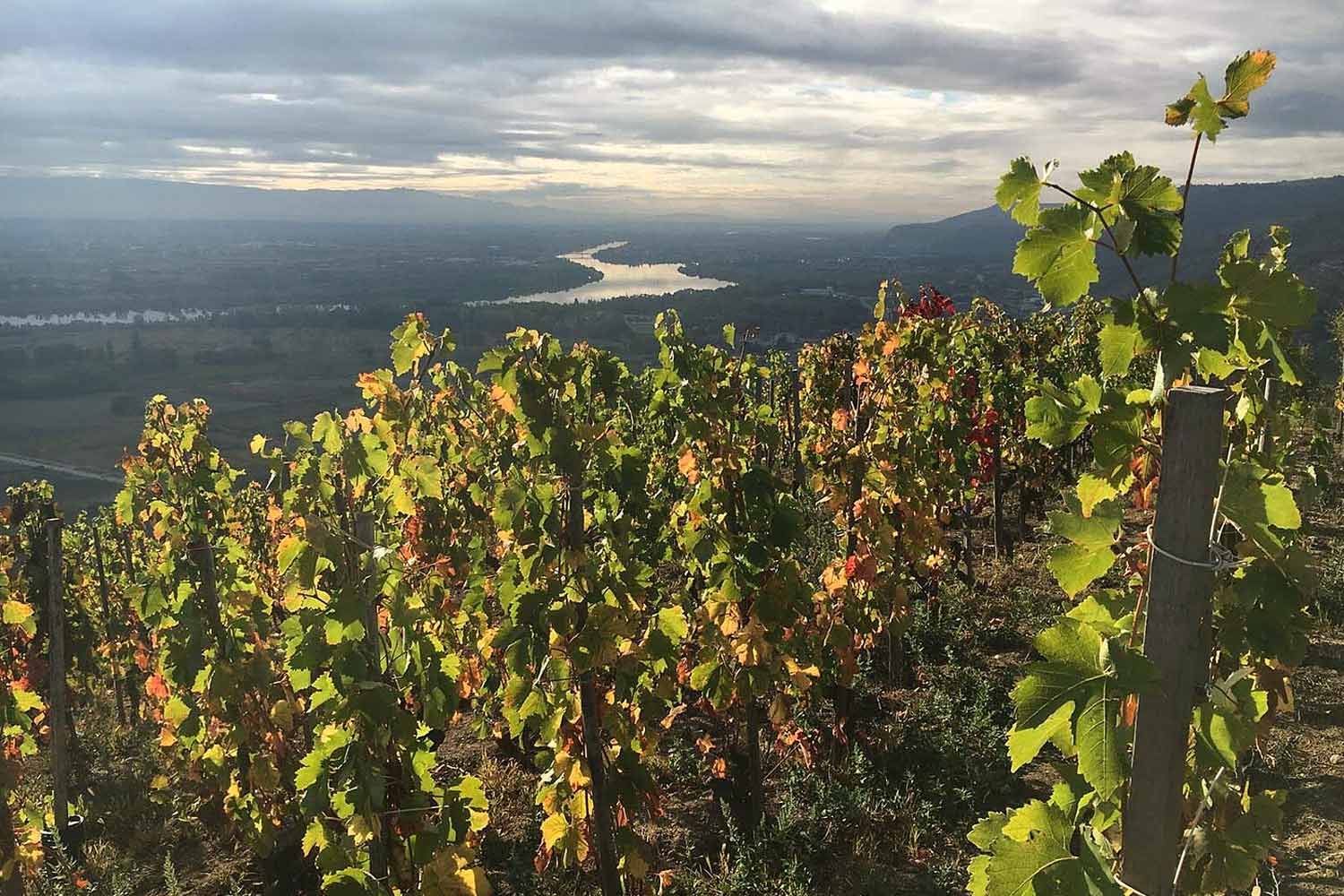 Weinlandschaft Ferraton Père et Fils