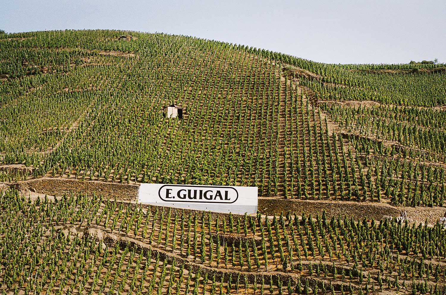 Weinberg mit großem Guigal-Banner, Weinfeld, blauer Himmel