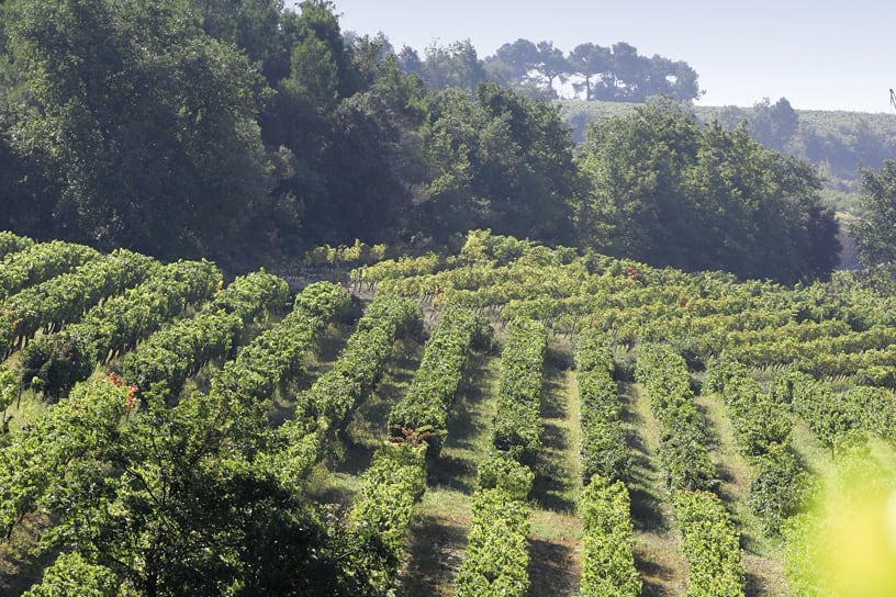 Rhônes vinlandskab Rhone vinlandskab, vingård