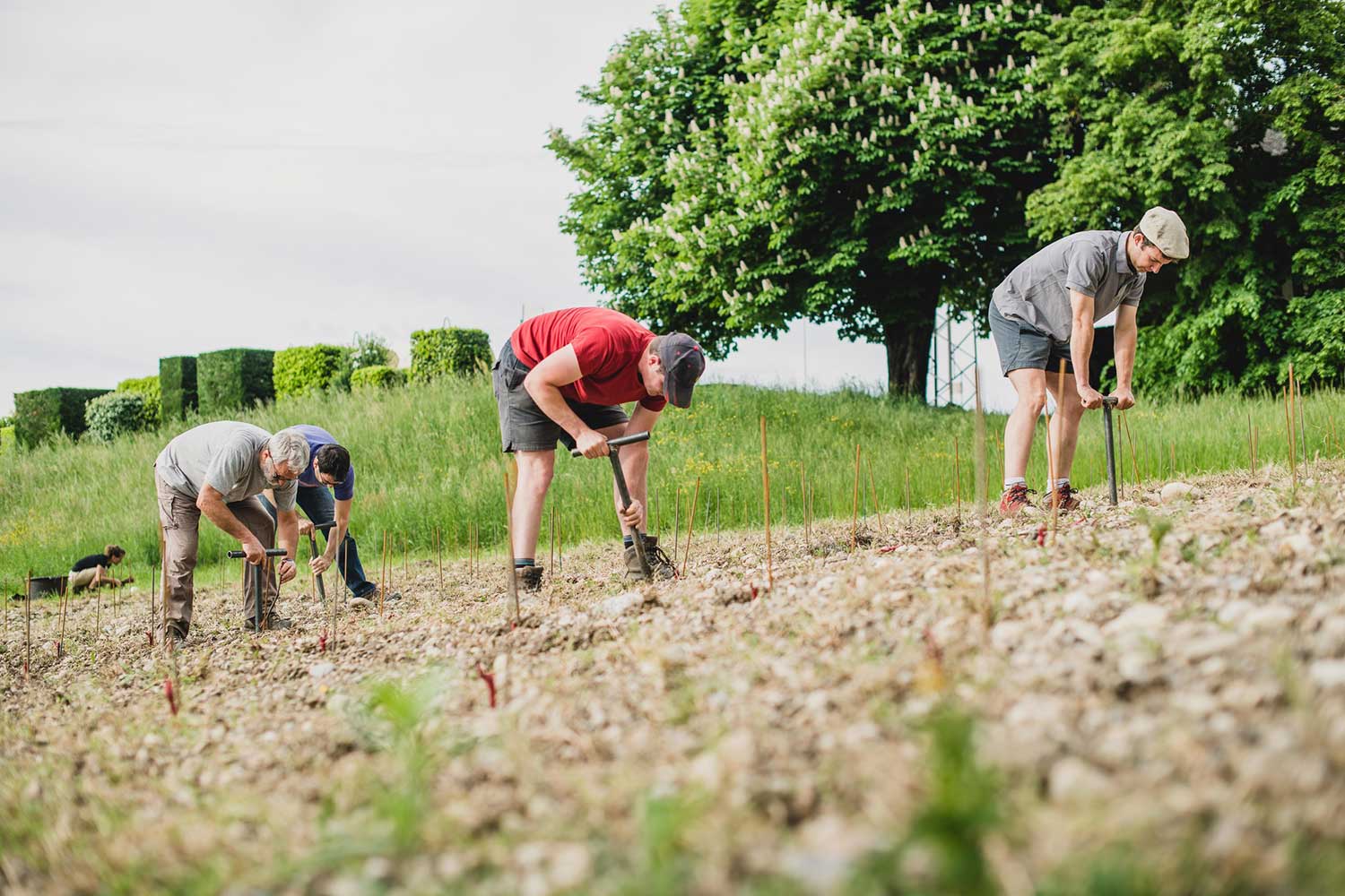 Arbeiter im Weinberg