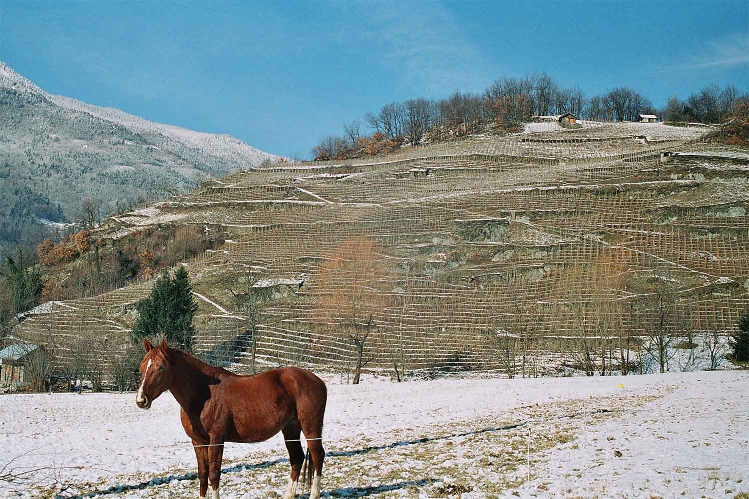 Domaine des Ardoisieres Weinberge Winter