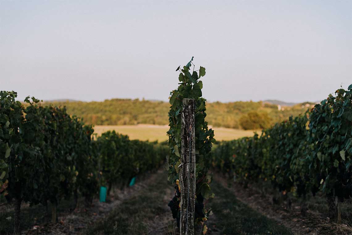 Weingarten der Domaine Berthoumieu
