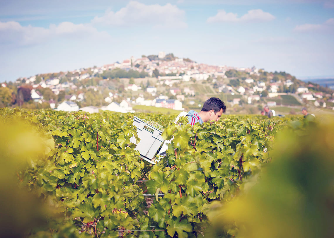 Weinbergsarbeit bei der Domaine Vacheron