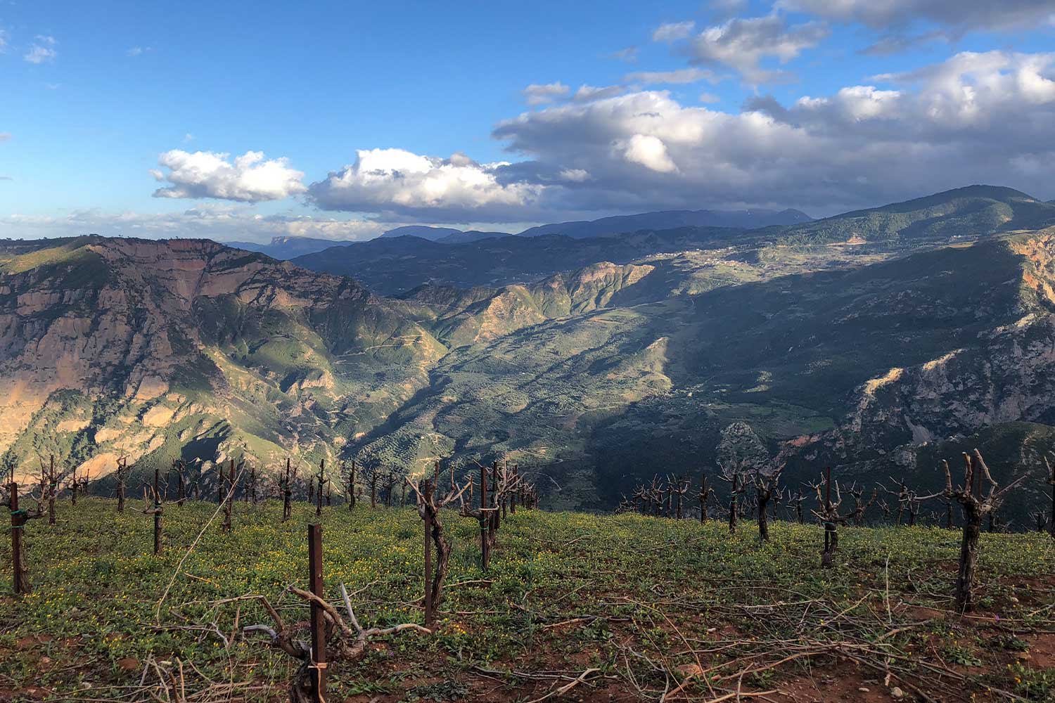 Tetramythos Weinberge mit Gebirge im Hintergrund