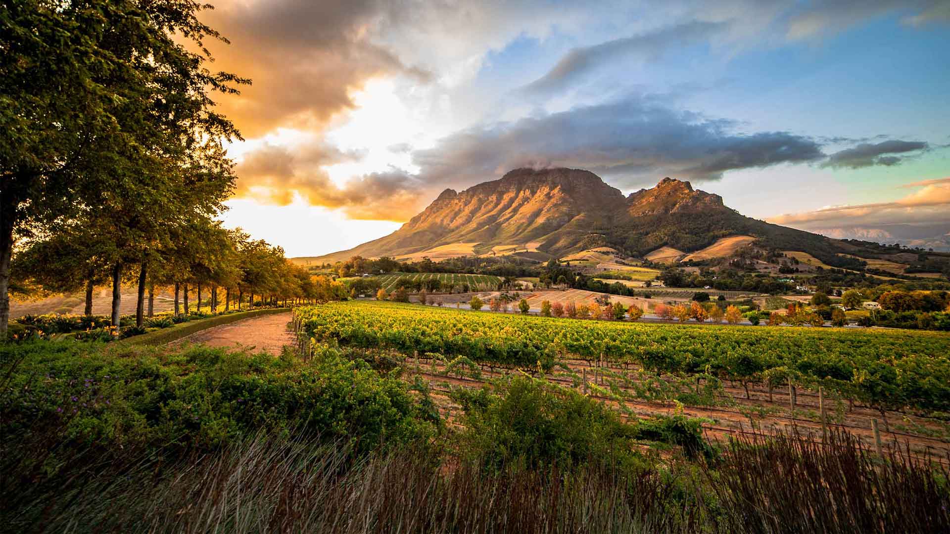 Chenin Blanc in Südafrika