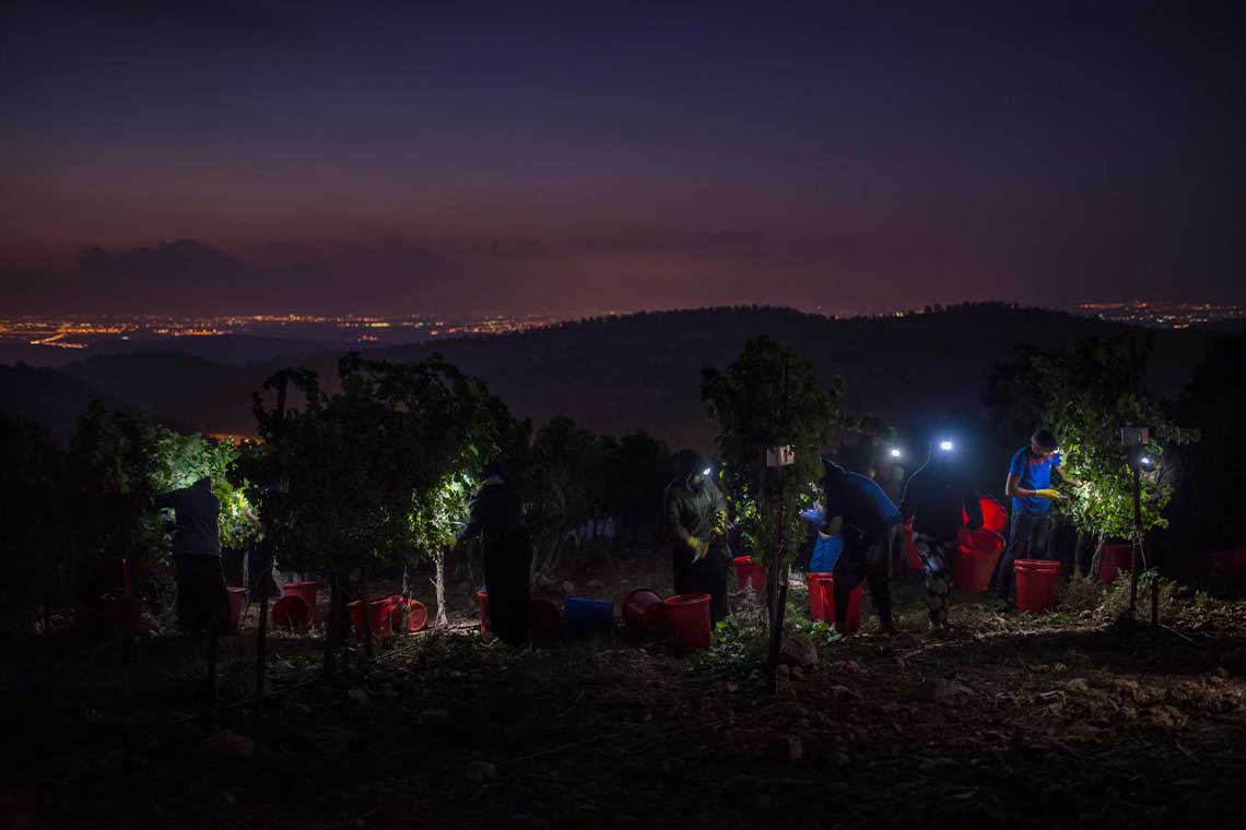 Arbeit bei Nacht im Weinberg von Tzora Vineyards