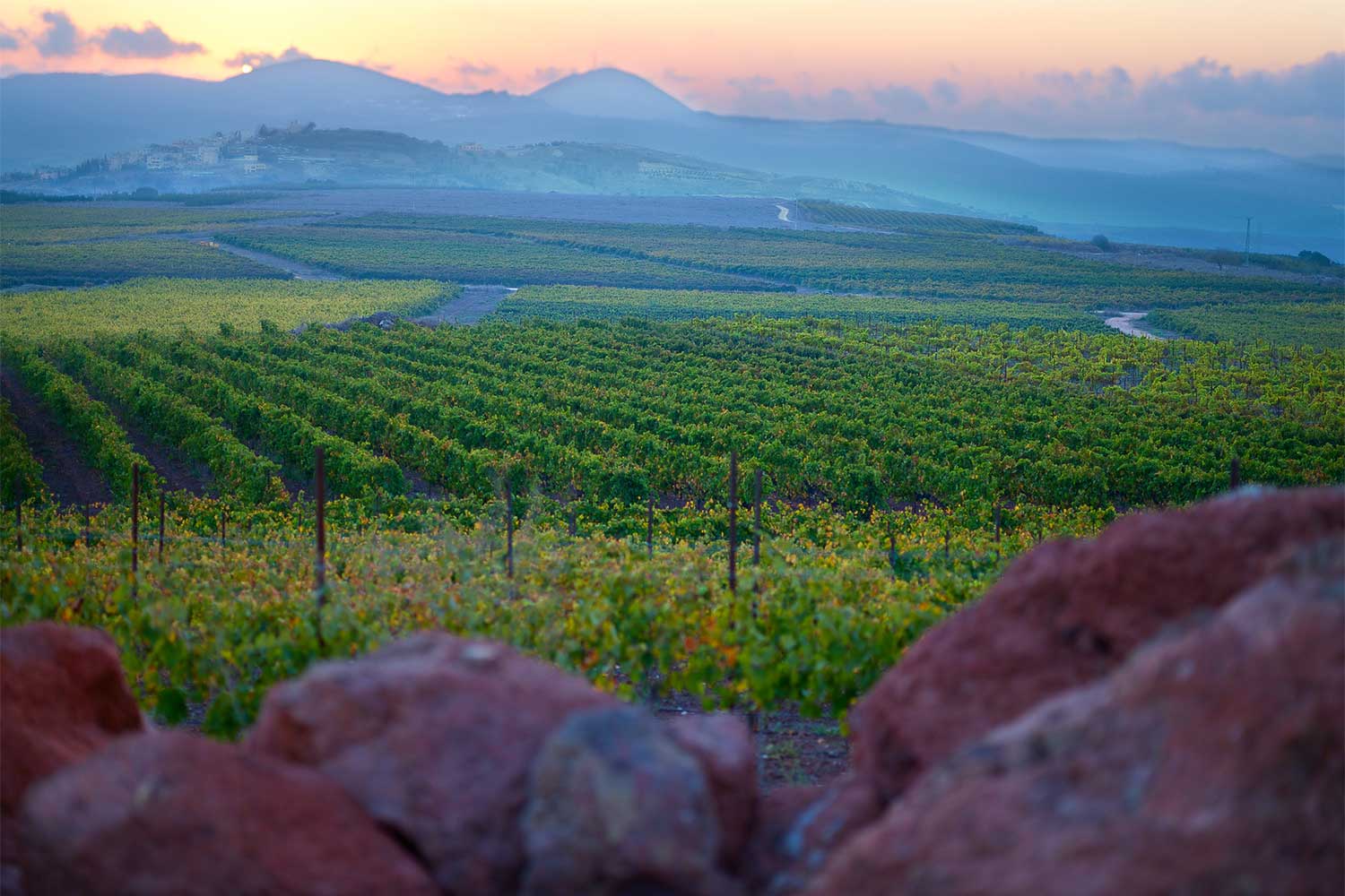 Adir Winery Weinberge beim Sonnenaufgang