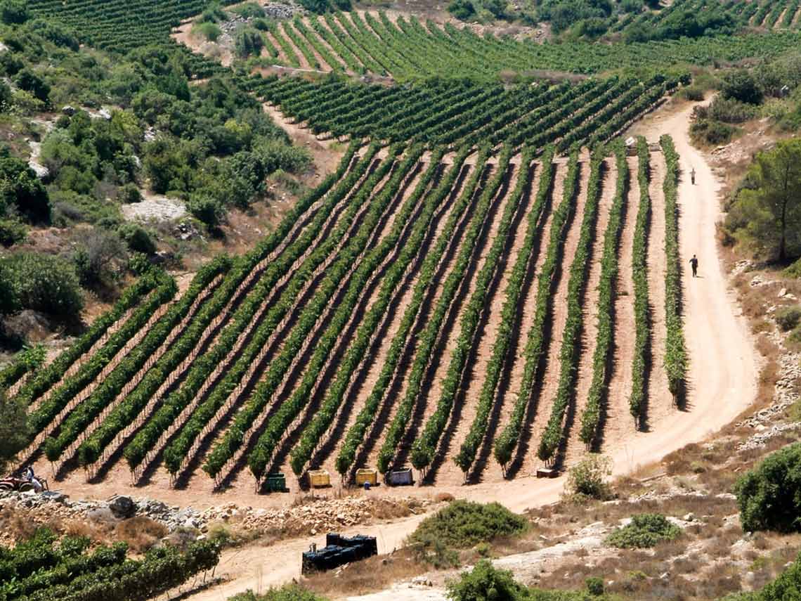 Israelischer Wein kraftvoll und üppig Lobenbergs Gute Weine