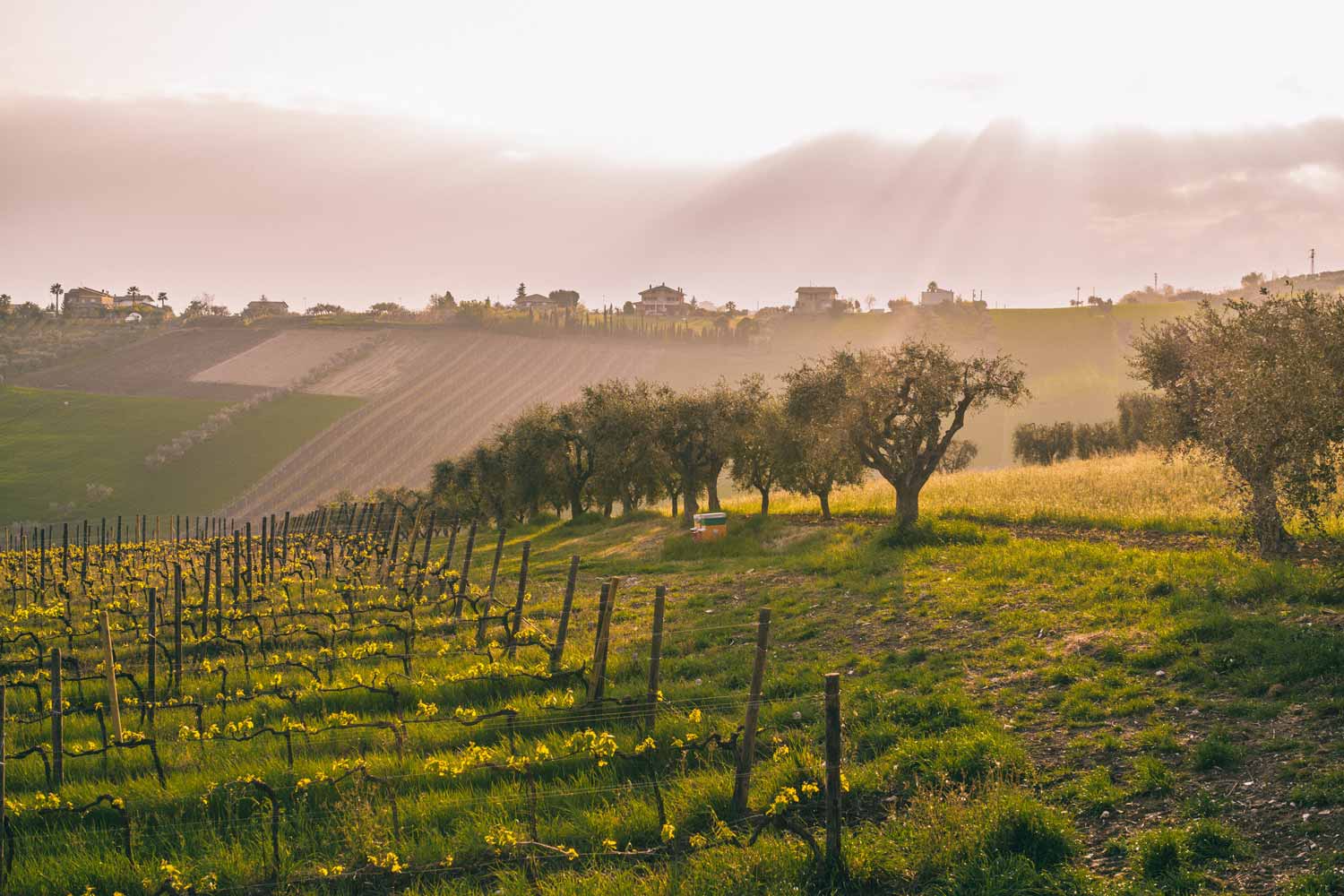 Weinberge Panorama bei Emidio Pepe