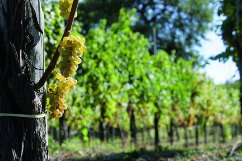 Vinosia