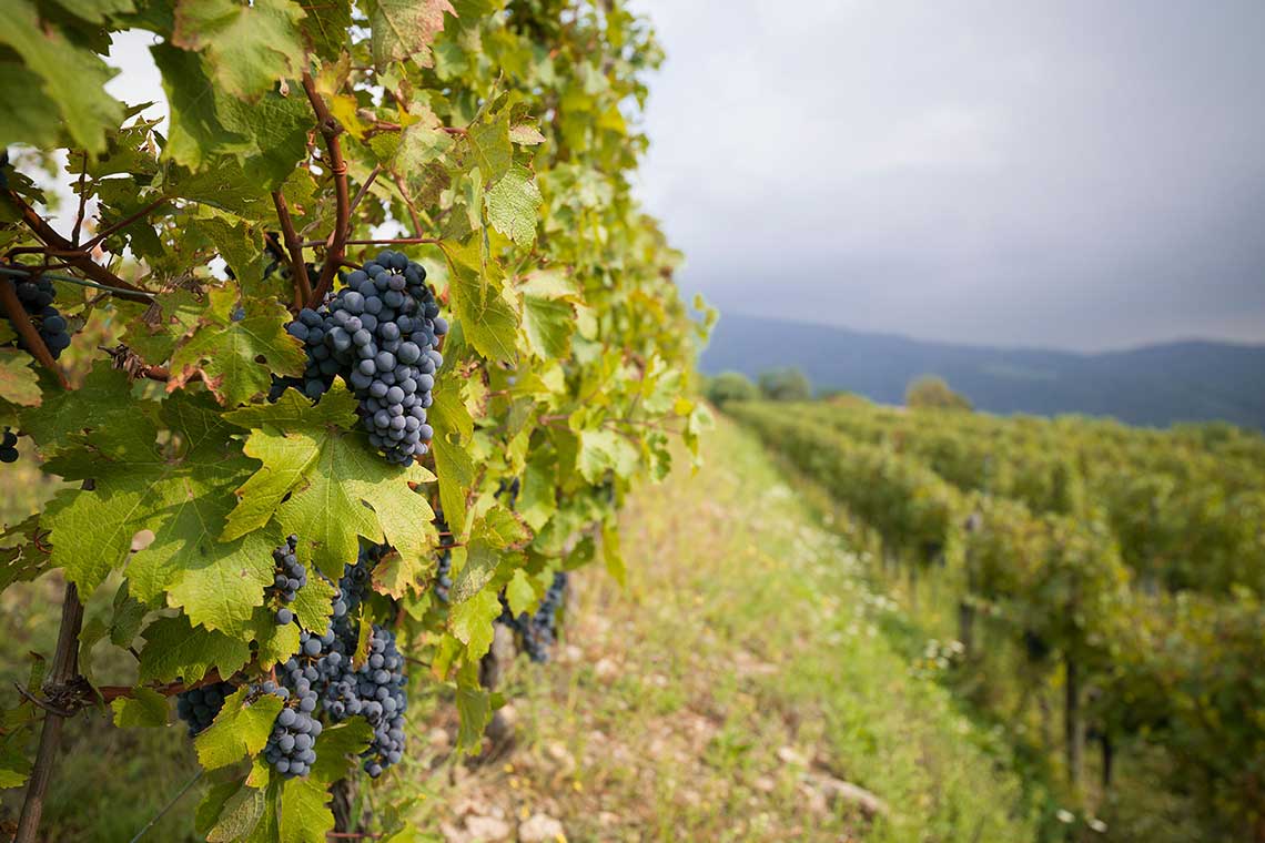 Weinberg von Sirch