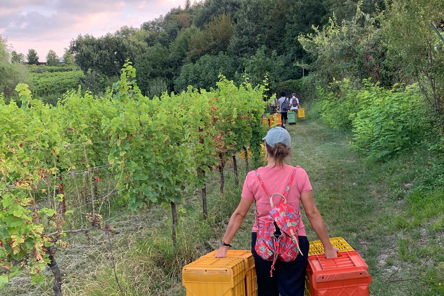 Im Weinberg von Alessandra Divella