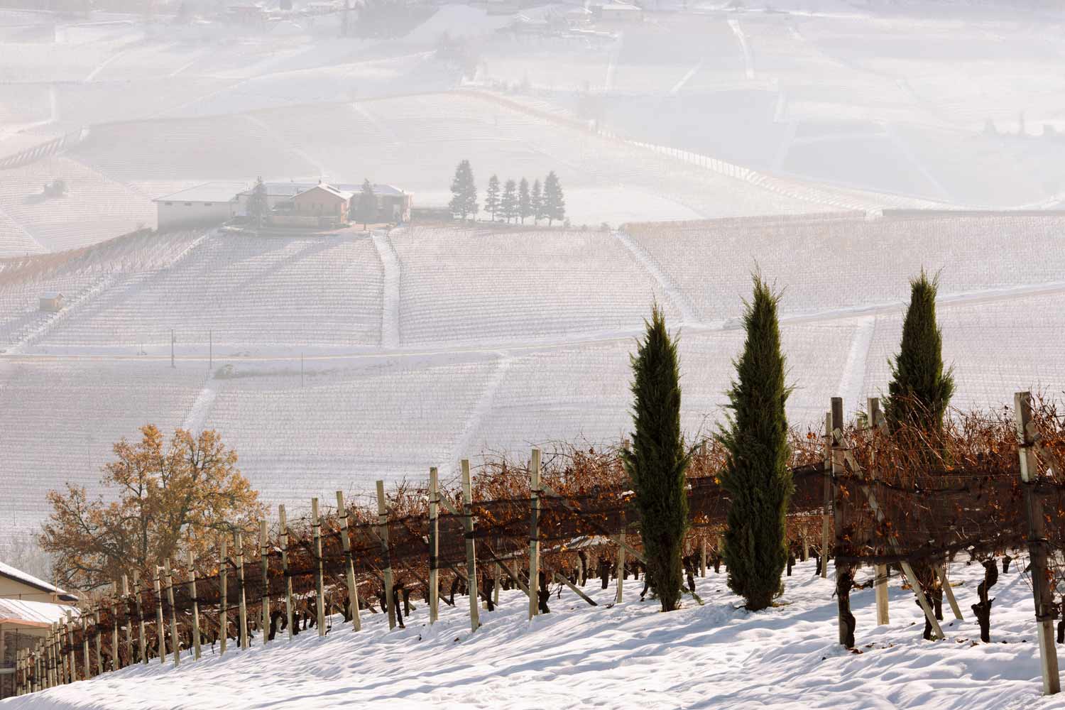 Ausblick über die Weinberge des Winzers